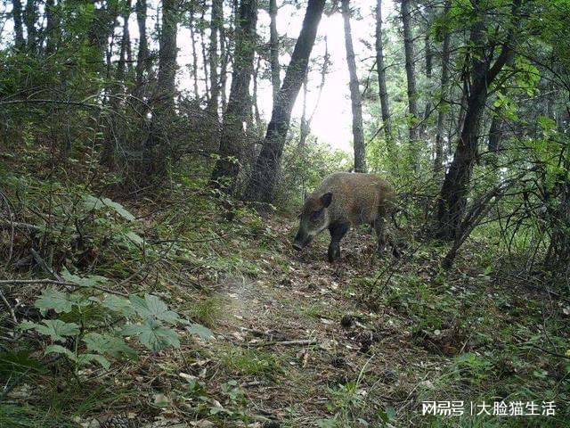 合肥野猪现身高架桥，城市野生动植物共存挑战与机遇