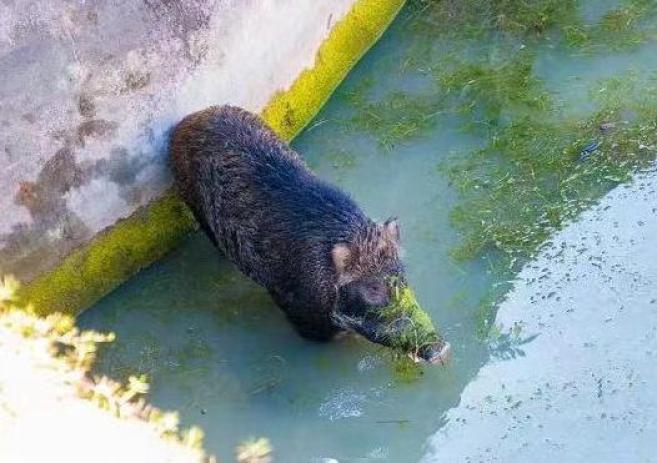 合肥野猪现身高架桥，城市野生动植物共存挑战与机遇