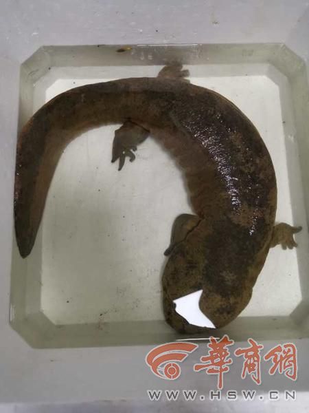 上海闵行市民发现娃娃鱼 专家，系国家二级保护动物