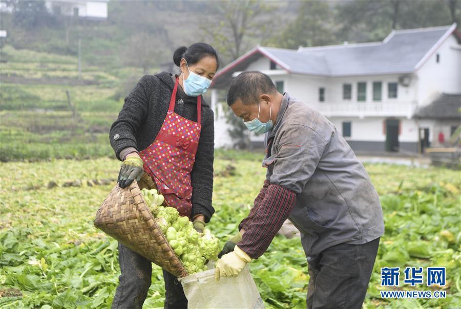重庆疫情防控指挥部办公室电话，全民防疫行动中的关键信息